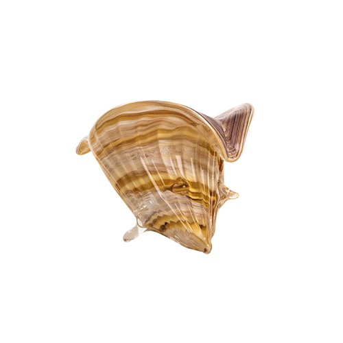 Conch shell glass amber white