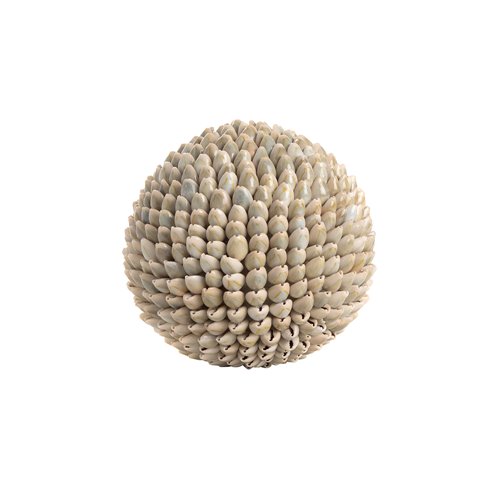 Cyperea shell ball analus l