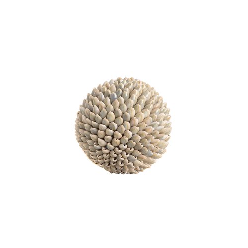 Ball cyperea shell analus m