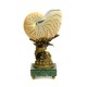 Shell on dolphin bronze