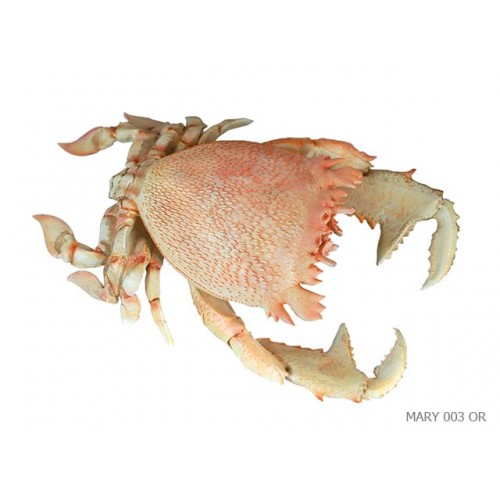 Crabe resine patinee
