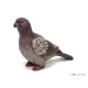 Pigeon purple reflection