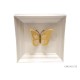 Mural butterfly frame yellow c