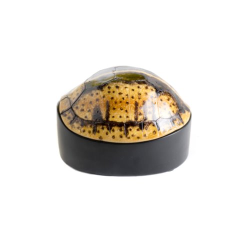 Turtle box carapace turtle resin 