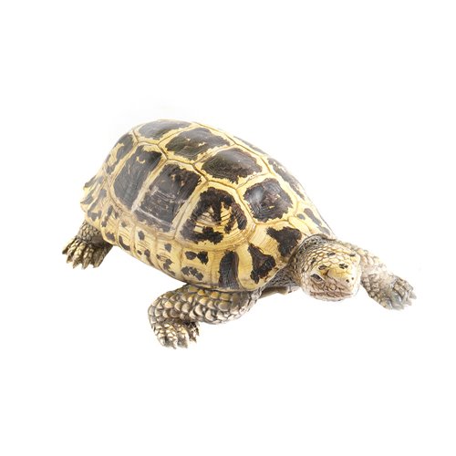 Turtle tortue terrestre resine