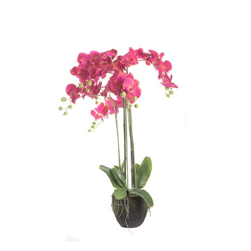 Composition orchids ls pink