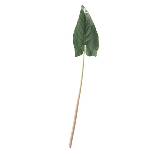 Alocasia leaves